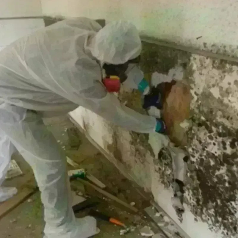 Mold Remediation and Removal in Orosi, CA